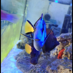 Delray Reef Shop