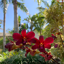 DBOS Orchid Show & Sale