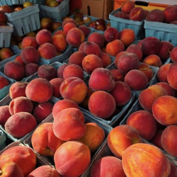 Delray Summer GreenMarket 