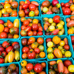 Delray Summer GreenMarket 