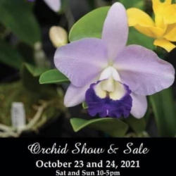 Orchids On The Square