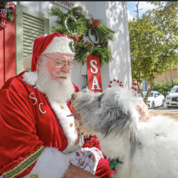 Delray Is Going To The Dogs